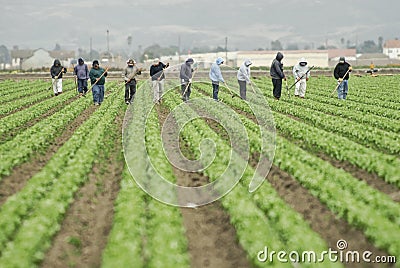 Farm Workers at Work