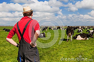 Farmer with cattle cows