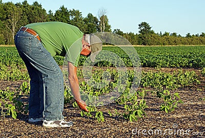 Farmer checks the soybeans