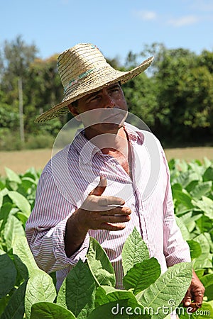 Farmer at cigar plantation in Rural area of Cuba