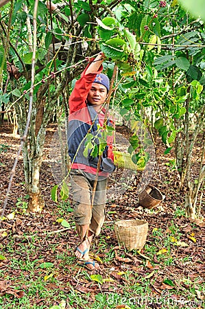 Farmer is harvesting coffee berries