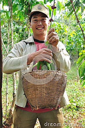 Farmer is harvesting coffee berries