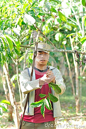 Farmer is harvesting coffee berries