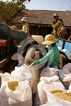 Farmer harvesting paddy grain by threshing machine