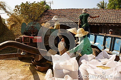 Farmer harvesting paddy grain by threshing machine