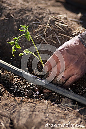 Farmer planting tomato seedling