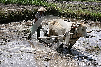 Farmer plowing his rice field with cows