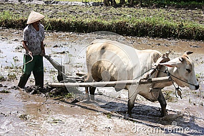 Farmer plowing his rice field with cows