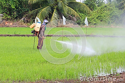 Farmer spray the fertilizer in rice field