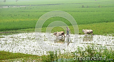 A Farmer with two bullocks in rice farm