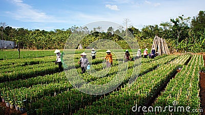 Farmer working crop plants at farm village. LAM DO