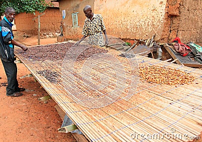 Farmers drying cacao seeds in Ghana, Africa