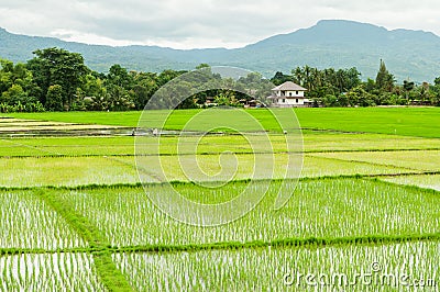 Farmers are planting rice in the farm