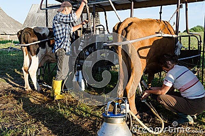 Farmers ryots couple milking cow animals in farm