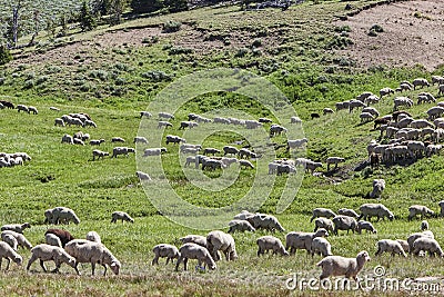 Farmers sheep herd in mountain meadow