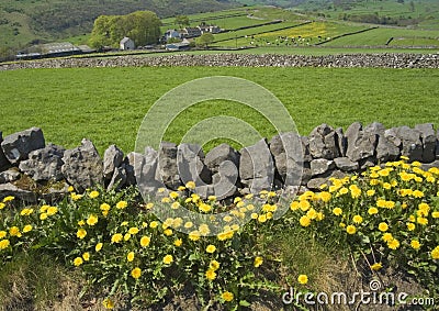 Farmland field dry stone wall