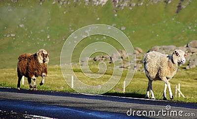 Faroe Islands, sheep on the road