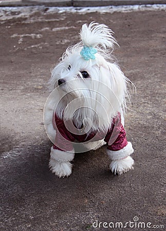 Fashionable Maltese dog