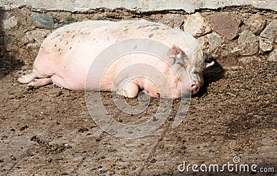 Fat pig lying on the ground