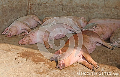 Fat pigs in the sty of the farm in the countryside