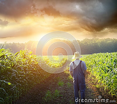Fazendeiro que anda em campos de milho no por do sol