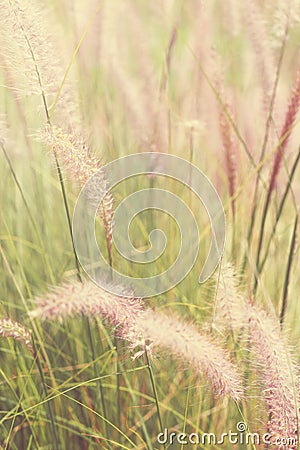 Feather grass vintage color