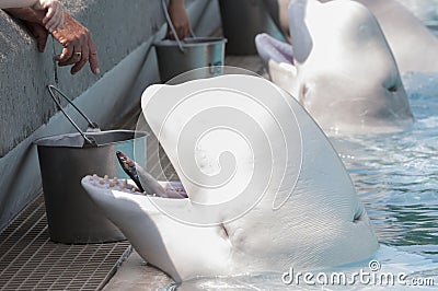 Feeding beluga whale