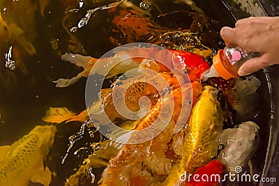 Feeding Carp fish with baby milk bottle