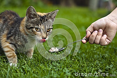 Feeding cat