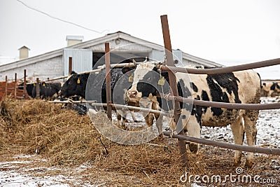 Feeding cows on the farm in winter