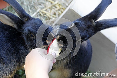 Feeding hand and pet rabbit