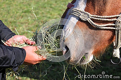Feeding horse
