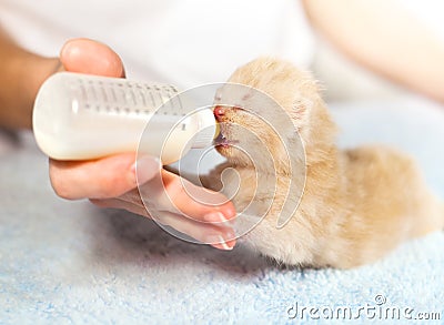 Feeding little cream cat