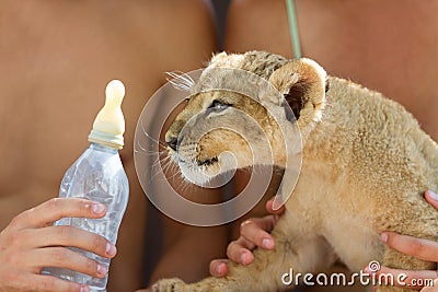 Feeding little lion cub with milk