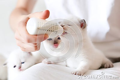 Feeding little white cat