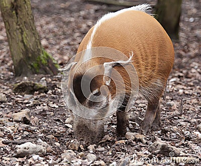 Feeding red river hog