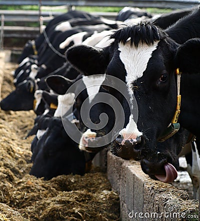 Feeding time.