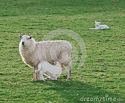 Feeding Time - Sheep (Ovis aries) Ewe & Lamb