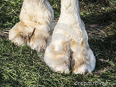 Feet of camel