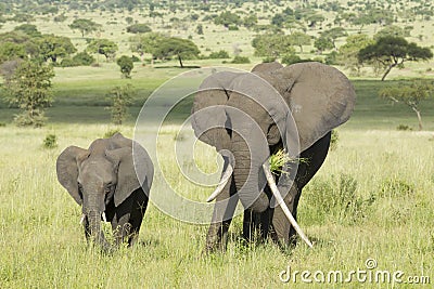 Female African Elephant with long tusk (Loxodonta africana) with