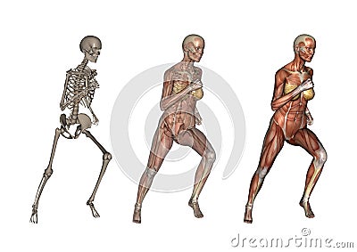 Female Anatomy Running