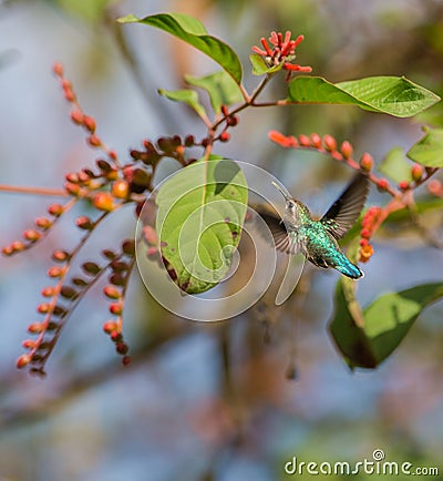 Female Bee Hummingbird in flight