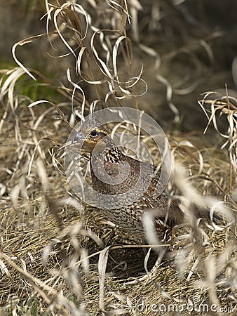 Female Bobwhite Quail