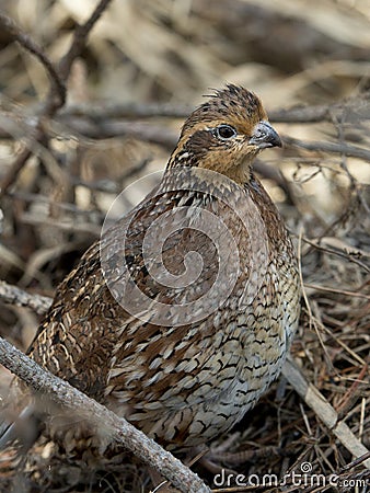 Female Bobwhite Quail