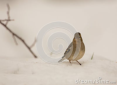female-chaffinch-snow-29651896.jpg