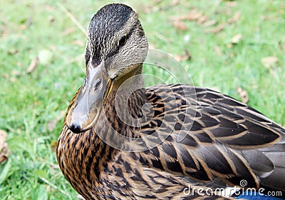 Female Duck in Nottingham