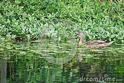 A female duck and several baby ducks