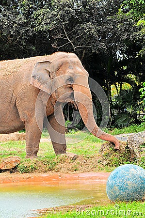 Female elephant & blue ball
