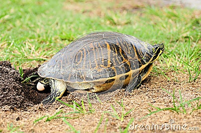 Florida turtle laying egg