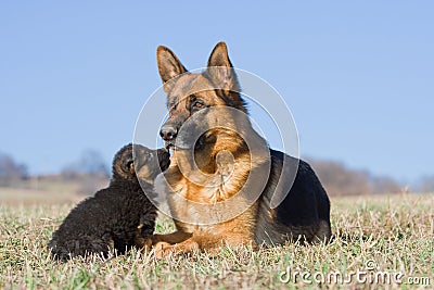 Female German Shepherd dog with puppy